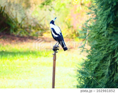 1羽で空を見上げるカササギフエガラス 102981852