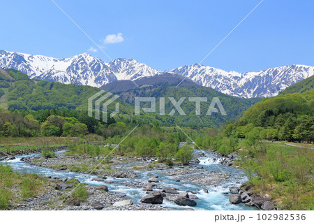 信州白馬の5月　新緑と残雪の白馬三山 102982536