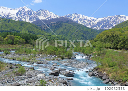 信州白馬の5月　新緑と残雪の白馬三山 102982538