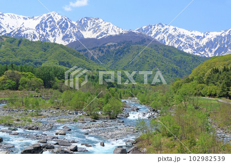 信州白馬の5月　新緑と残雪の白馬三山 102982539