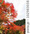 善峯寺参道の紅葉 102983038