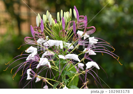 クレオメの花 クレオメの花 102983178