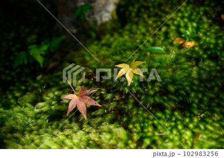 苔の上に並んだ落ち葉 102983256