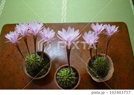 室内に入ったピンクのサボテンの花 102983757