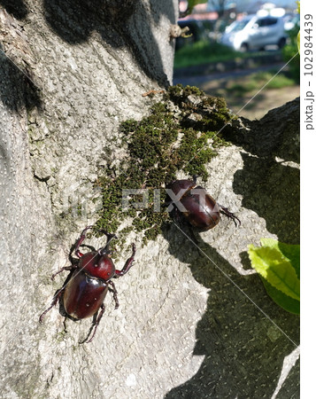 カブトムシ クワガタムシ 夏休み 子供 カブトムシ クワガタムシ 夏休み 子供 102984439