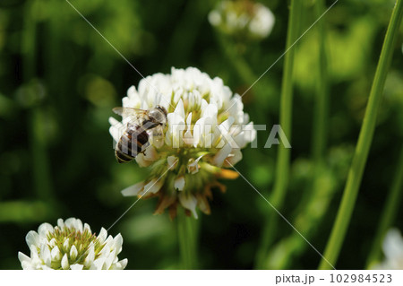 一心不乱にシロツメクサの吸蜜をする数少ないニホンミツバチ 一心不乱にシロツメクサの吸蜜をする数少ないニホンミツバチ 102984523