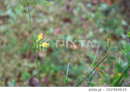 オウバイの花の蕾と雨雫 オウバイの花の蕾と雨雫 102984610