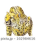 獲物を見つけたチーター 102984616