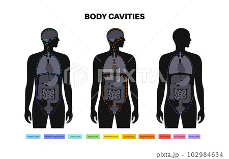 Body cavities poster 102984634