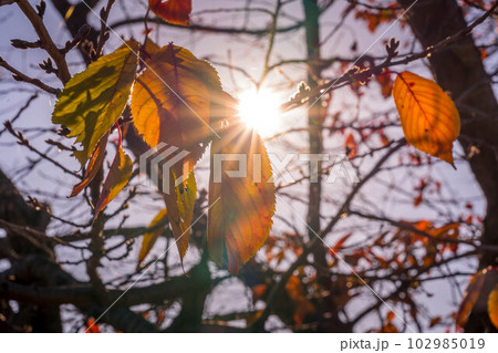 小春日和~11月の桜の木~ 小春日和~11月の桜の木~ 102985019