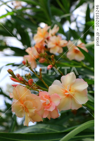 オレンジ色のキョウチクトウの花 102985246