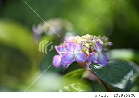 アマチャ（甘茶）の花 102985800