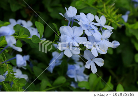 爽やかなブルーの花ルリマツリ 爽やかなブルーの花ルリマツリ 102985868