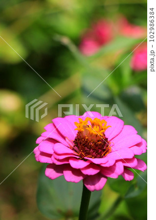 ビビッドな色のジニアの花 ビビッドな色のジニアの花 102986384
