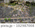 川辺からみる散りかけのさくら 102987008