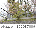 川辺からみる散りかけのさくら 102987009