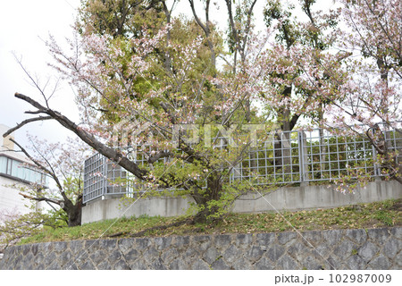 川辺からみる散りかけのさくら 川辺からみる散りかけのさくら 102987009