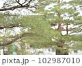 神社にありそうな松の木 102987010