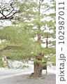 神社にありそうな松の木 102987011