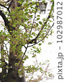 散りかけの桜の木 102987012
