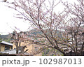 桜の木を下から眺める 102987013