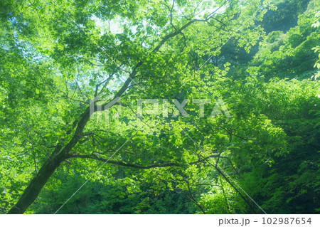 新緑のイメージ背景素材　(ぼかし背景イメージ) 102987654
