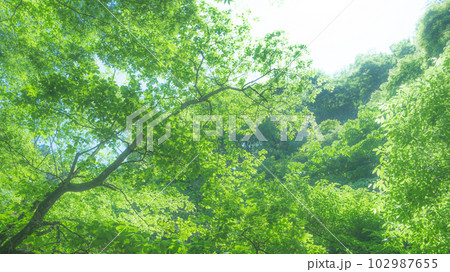 新緑のイメージ背景素材 (ぼかし背景イメージ) 新緑のイメージ背景素材 (ぼかし背景イメージ) 102987655