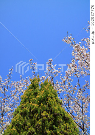コノテガシワの雌花と桜と青空と機影 102987776