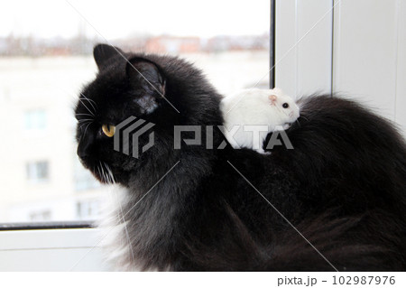 White hamster sitting among thick fur of black cat. Amusing animals White hamster sitting among thick fur of black cat. Amusing animals 102987976