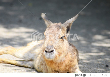 寝そべるマーラ 寝そべるマーラ 102988300