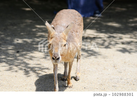 寄ってくるマーラ 102988301