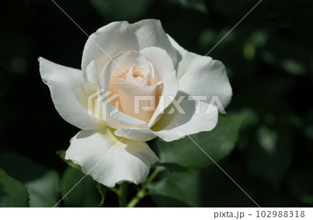 仄かなピンクの薔薇　フレンチ・レース 102988318