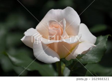 仄かなピンクの薔薇　フレンチ・レース 102988321