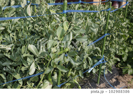 家庭菜園のそら豆畑 家庭菜園のそら豆畑 102988386
