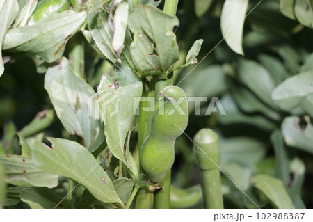 家庭菜園のそら豆畑 102988387