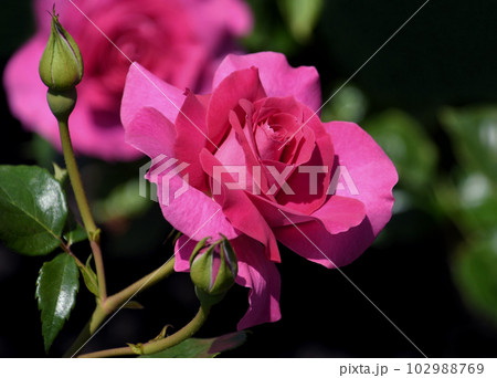 鮮やかなピンクの薔薇 マヌウ・メイアン 鮮やかなピンクの薔薇 マヌウ・メイアン 102988769