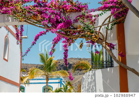 Bougainvillea flowers growing in the streets of Puerto de Mogan. Gran Canaria, Spain 102988947