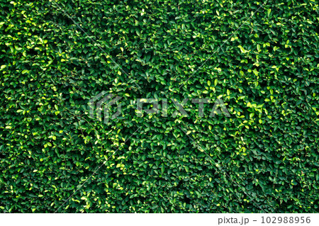 Beautiful green trees background texture image in the park Beautiful green trees background texture image in the park 102988956