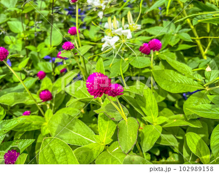 夏の日差しと千日紅の花 夏の日差しと千日紅の花 102989158