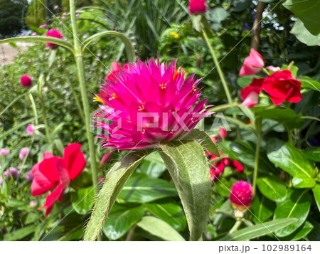 夏の日差しと千日紅の花 夏の日差しと千日紅の花 102989164