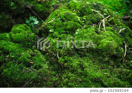 Beautiful Bright Green moss grown up cover the rough stones and on the floor in the forest. Show with macro view. Rocks full of the moss texture in nature for wallpaper. soft focus. 102989184