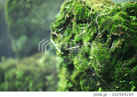 Beautiful Bright Green moss grown up cover the rough stones and on the floor in the forest. Show with macro view. Rocks full of the moss texture in nature for wallpaper. soft focus. Beautiful Bright Green moss grown up cover the rough stones and on the floor in the forest. Show with macro view. Rocks full of the moss texture in nature for wallpaper. soft focus. 102989284
