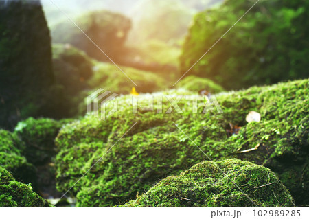 Beautiful Bright Green moss grown up cover the rough stones and on the floor in the forest. Show with macro view. Rocks full of the moss texture in nature for wallpaper. soft focus. 102989285