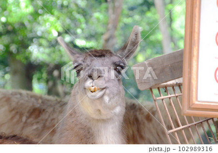 ブサイクなラマ ブサイクなラマ 102989316