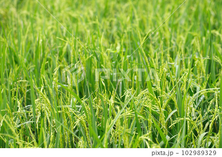 green rice field background close up beautiful yellow rice fields soft focus 102989329