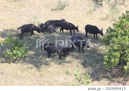 【ボツワナ】オカバンゴ・デルタ - バッファローの空撮 102989413