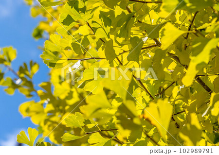 秋空と色づき始めた銀杏の葉 秋空と色づき始めた銀杏の葉 102989791