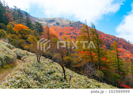 【日本百名山】紅葉の斜面と剣山山頂1 徳島県三好市 【日本百名山】紅葉の斜面と剣山山頂1 徳島県三好市 102989999