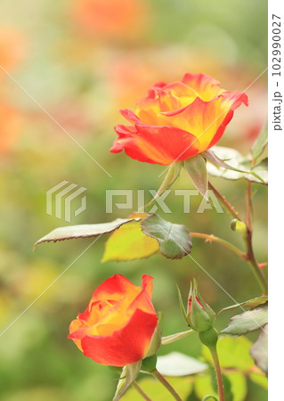バラの香り漂う二輪の花 初夏の風 夏風景 バラの香り漂う二輪の花 初夏の風 夏風景 102990027