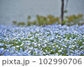 一面のネモフィラ 102990706